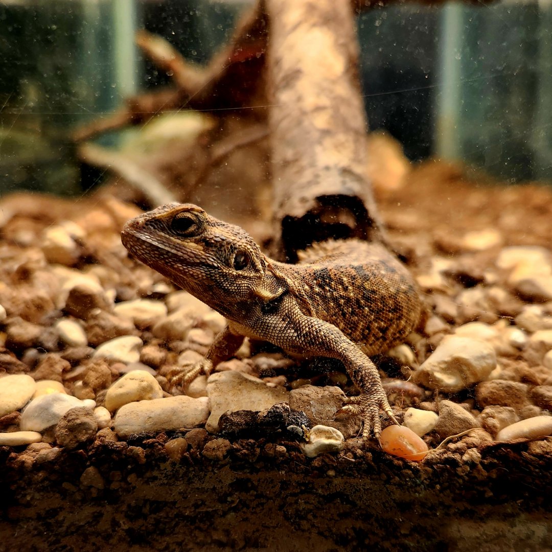 Shield-Tailed Agama (Xenagama taylori)