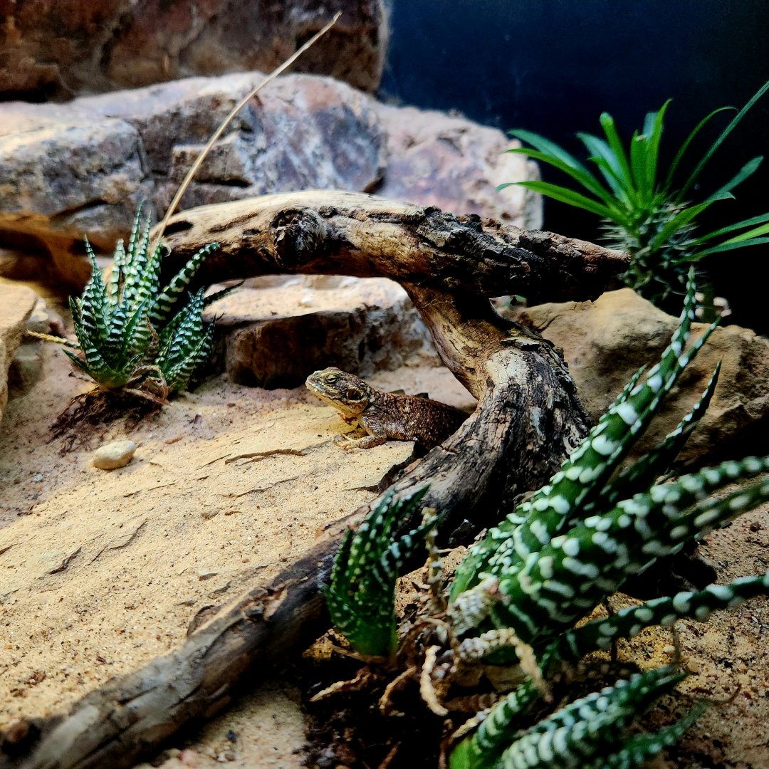 Shield-Tailed Agama (Xenagama taylori)