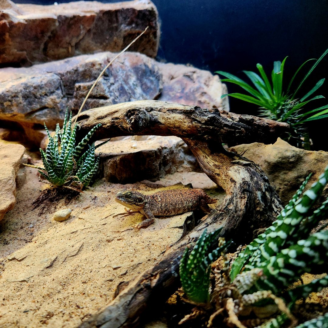 Shield-Tailed Agama (Xenagama taylori)