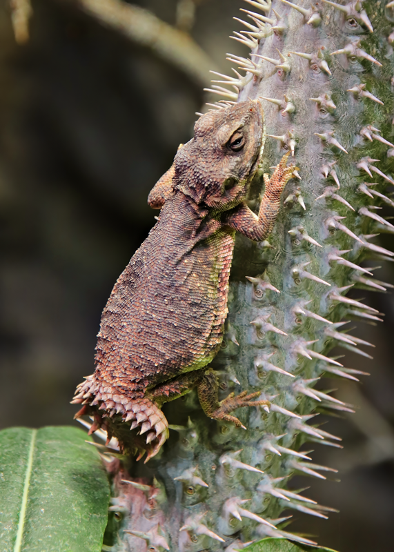 Shield-tailed agama (Xenagama taylori)