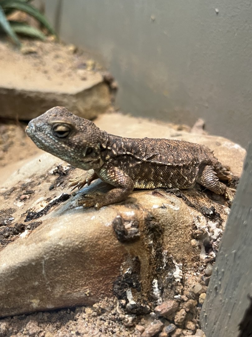Shield-tailed Agama (Xenagama taylori)