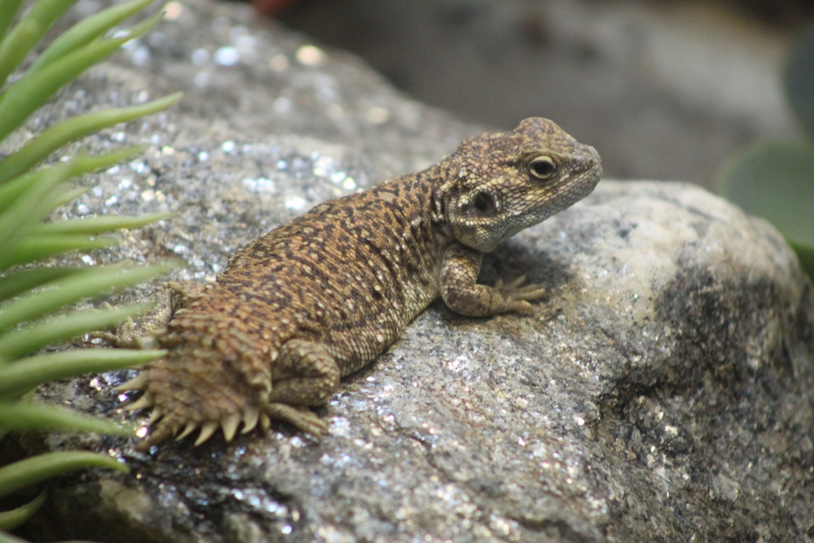Shield-Tailed Agama