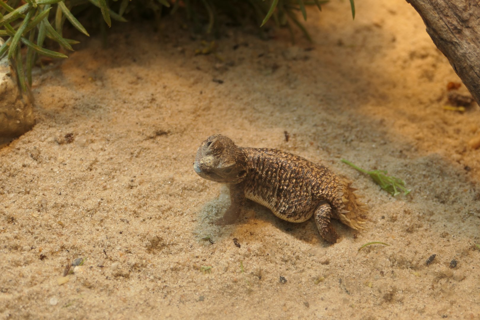 Shield-tailed Dwarf Agama - Reptile House