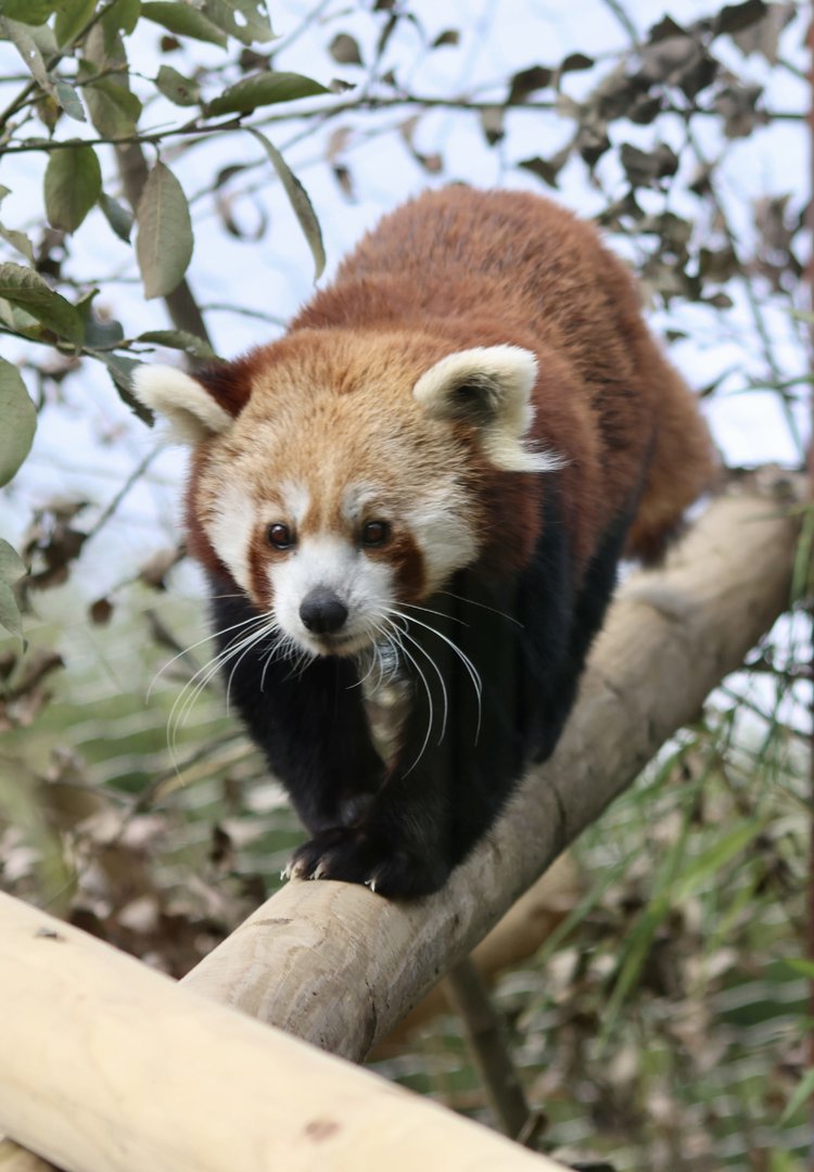 Shifumi exploring around enclosure
