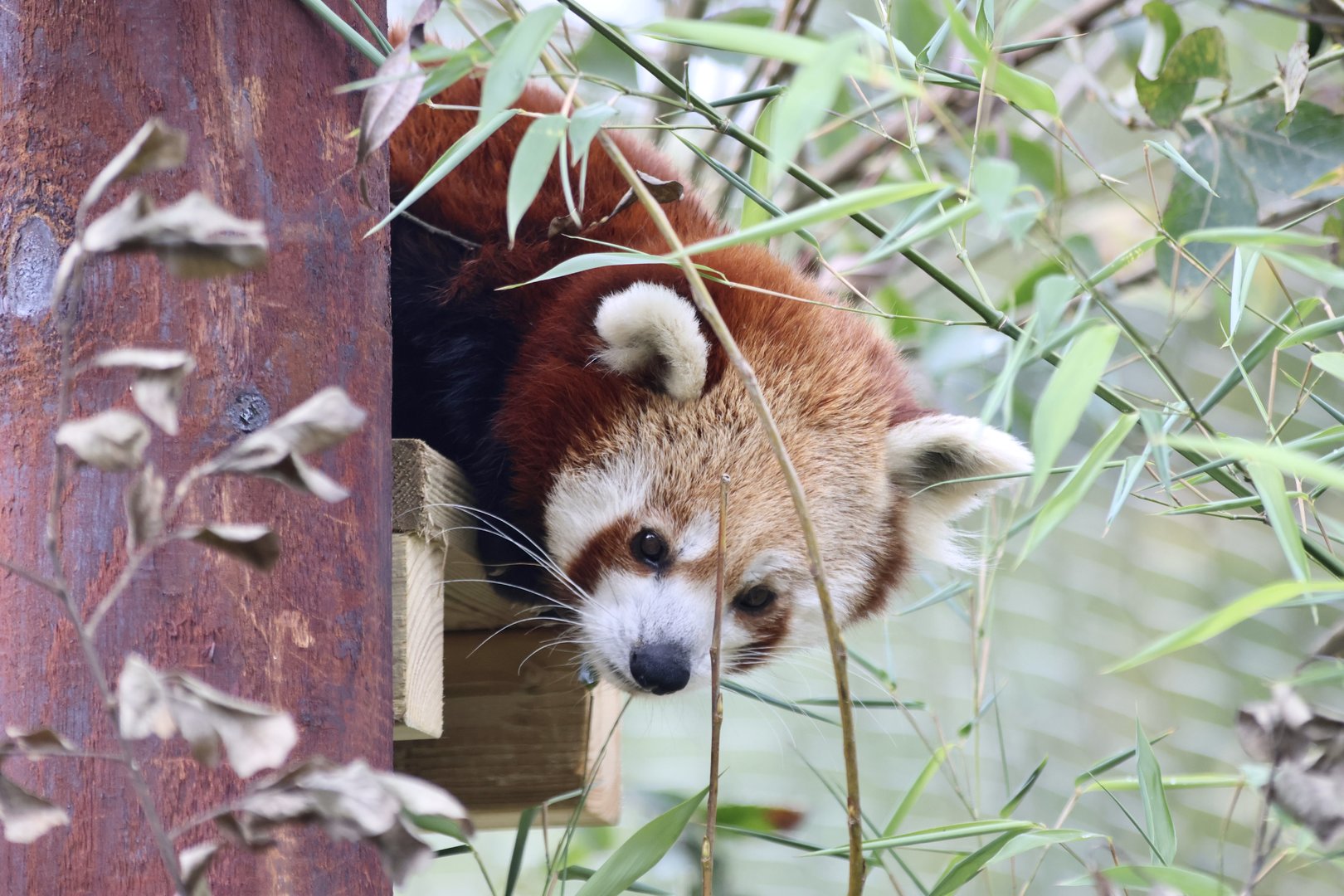 Shifumi exploring enclosure