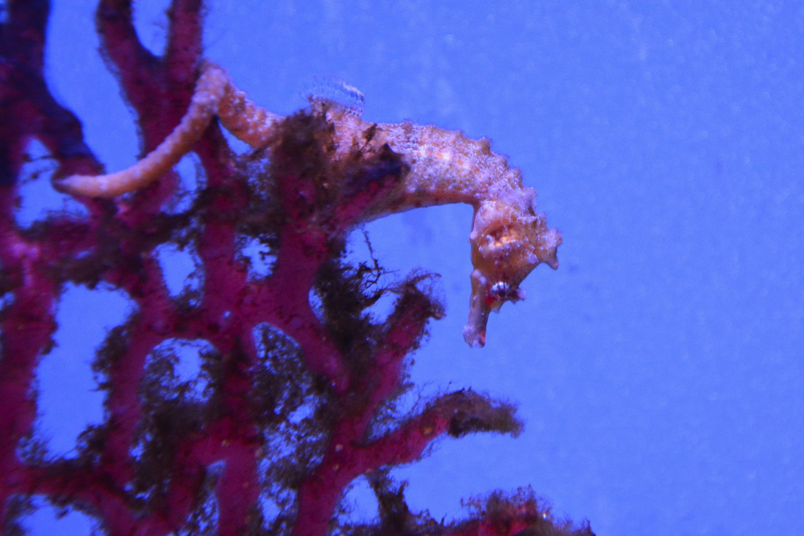 Shiho's seahorse (Hippocampus sindonis)