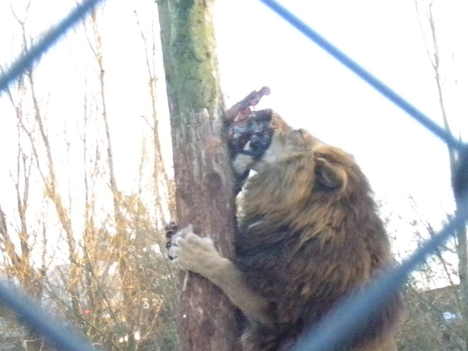 Shikar African Lion.