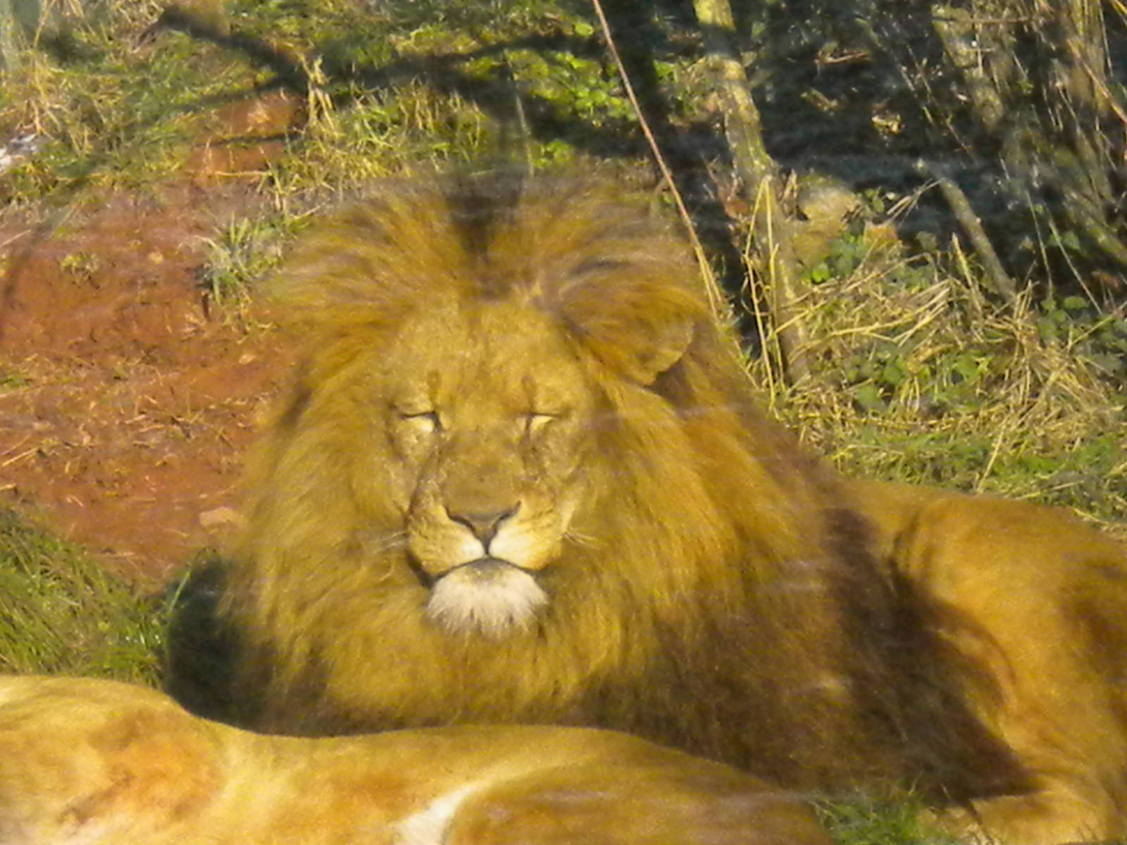 Shikar African Lion.