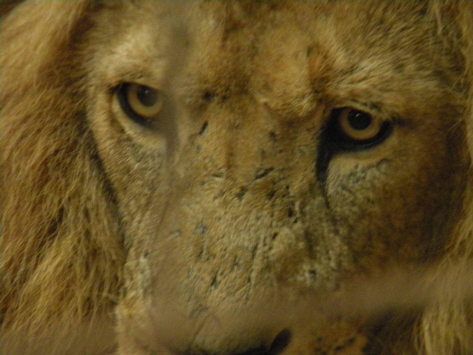 Shikar the African Lion at SLWAP 16/07/11