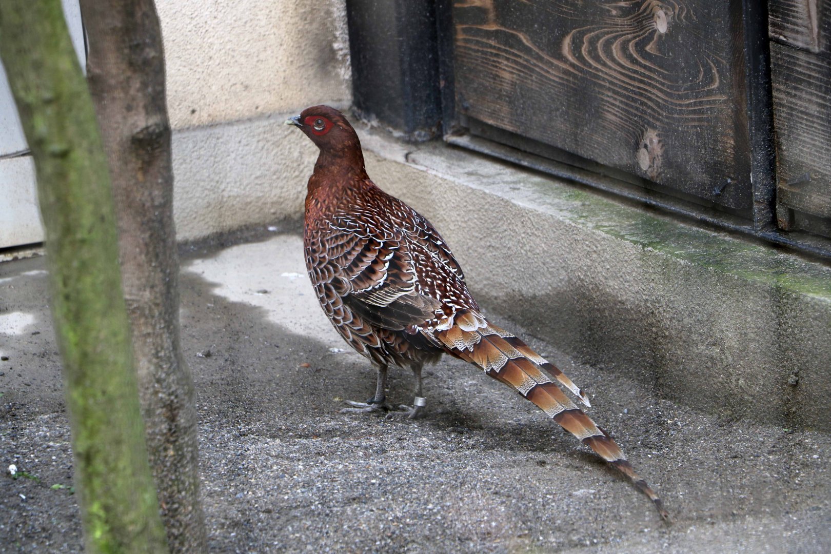 Shikoku copper pheasant, October 2017