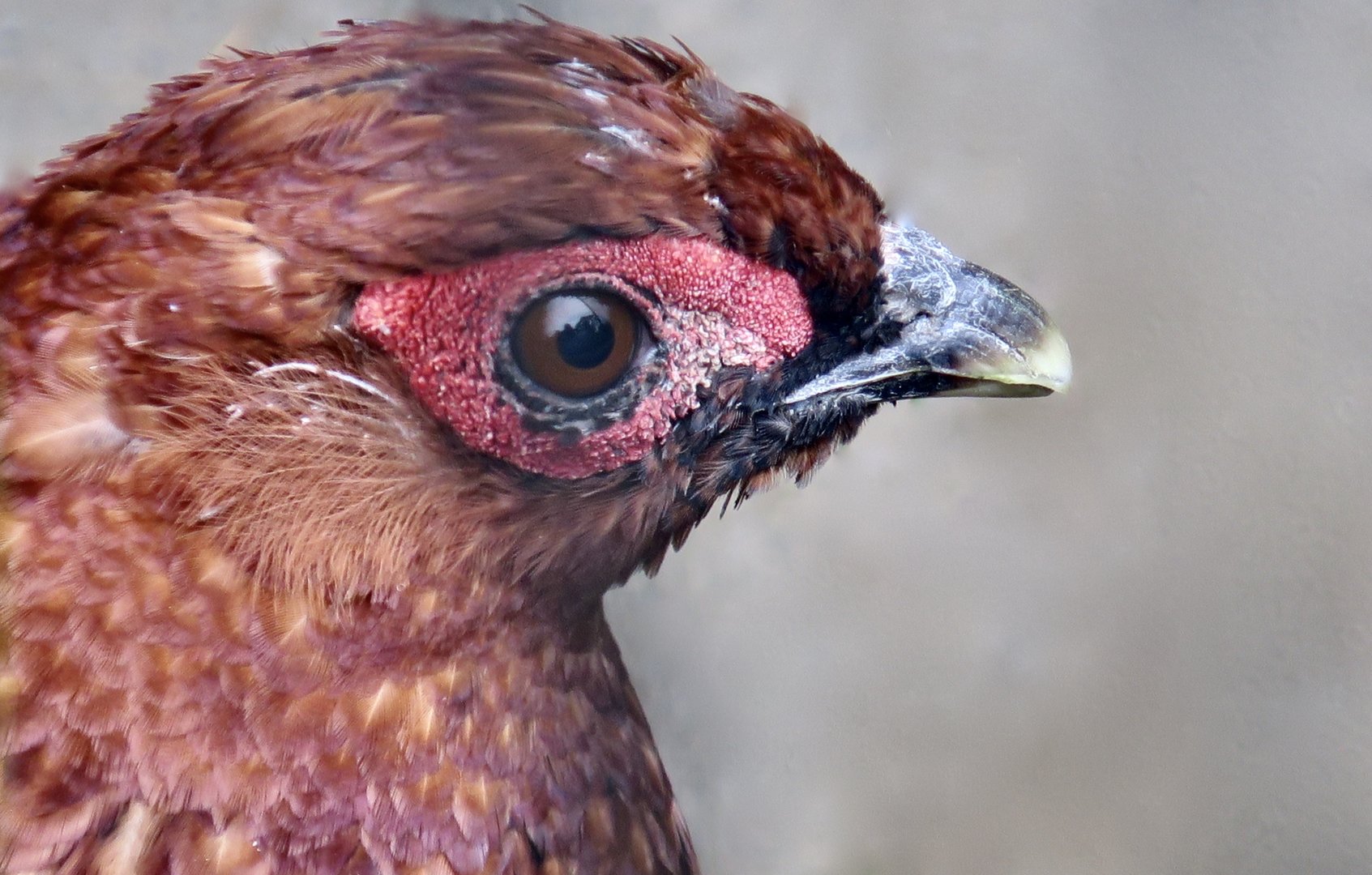 Shikoku Copper Pheasant (Syrmaticus soemerringii intermedius) male