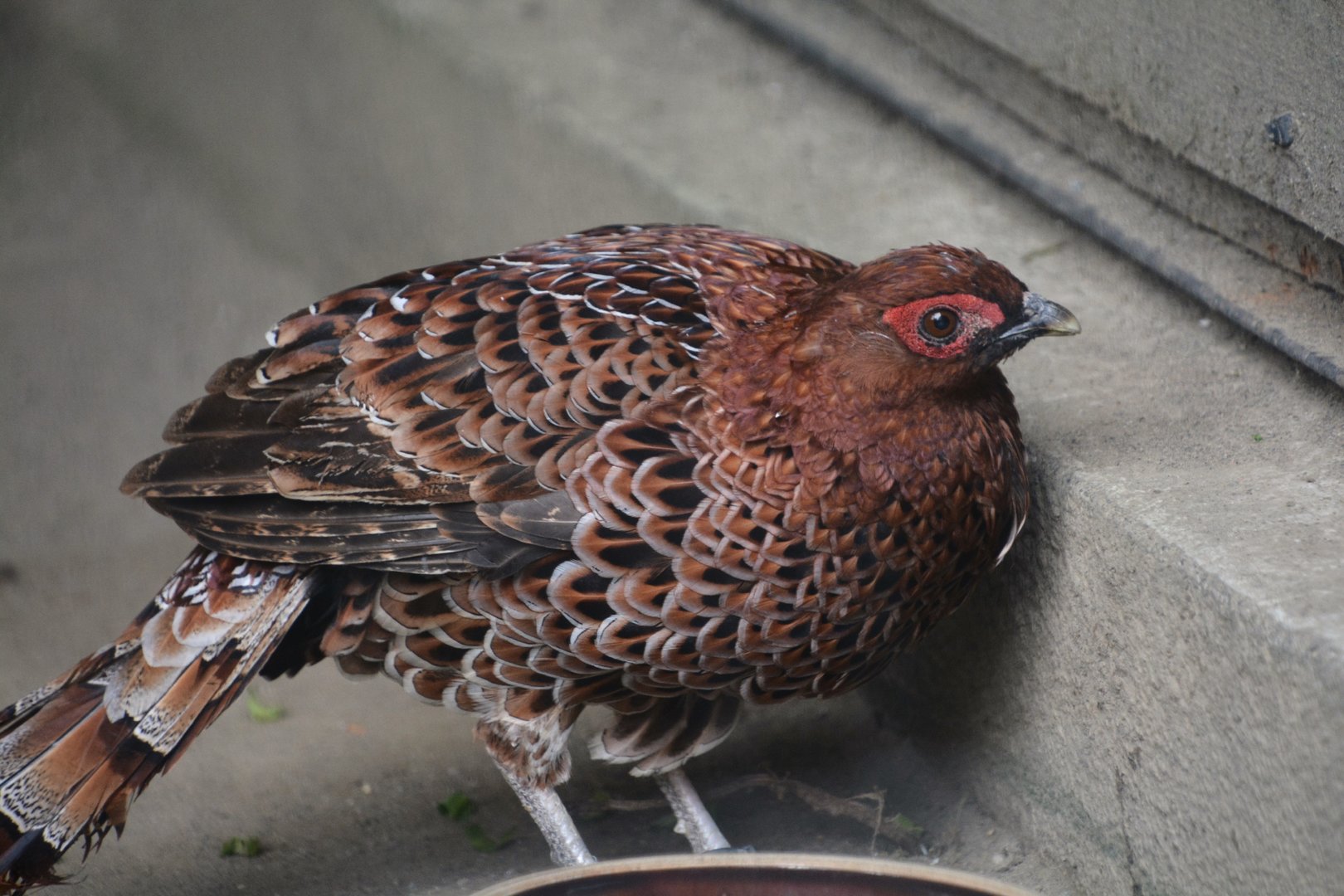 Shikoku copper pheasant (Syrmaticus soemmerringii intermedius)
