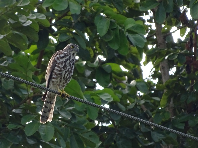 Shikra (Accipiter badius poliopsis)