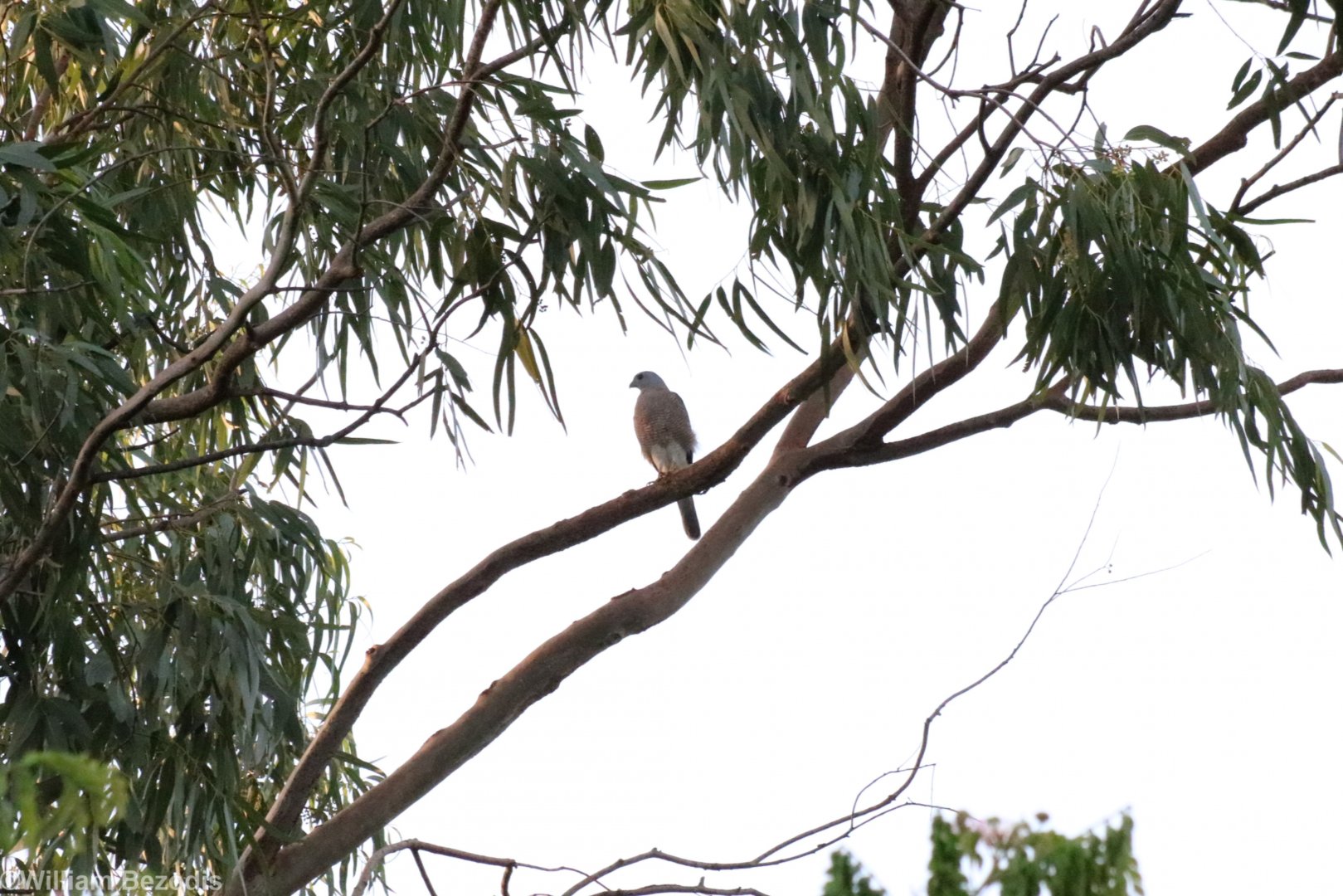 Shikra - Bang Pra Non-hunting Area