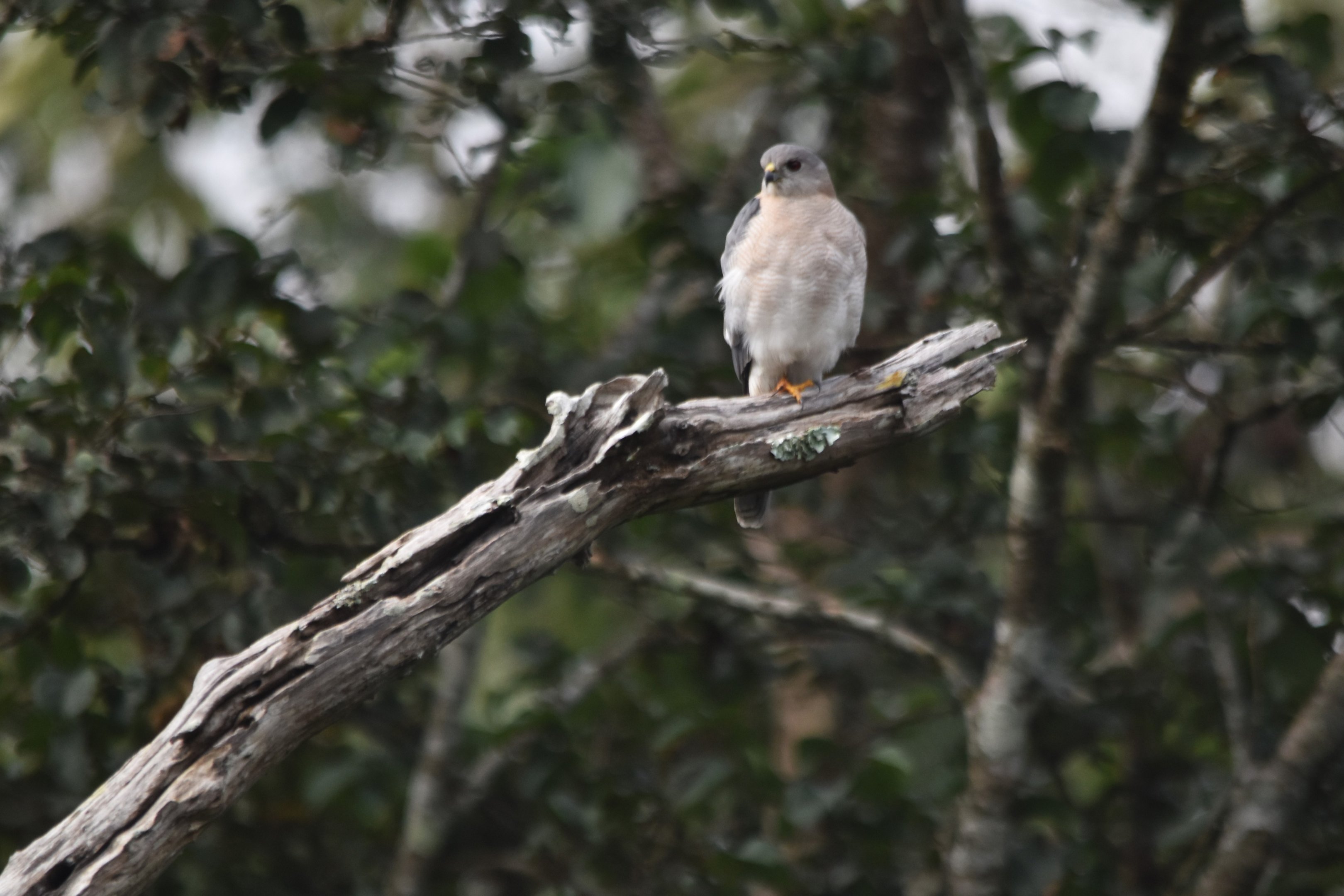 Shikra, Nagarahole Tiger Reserve, 22nd November 2024
