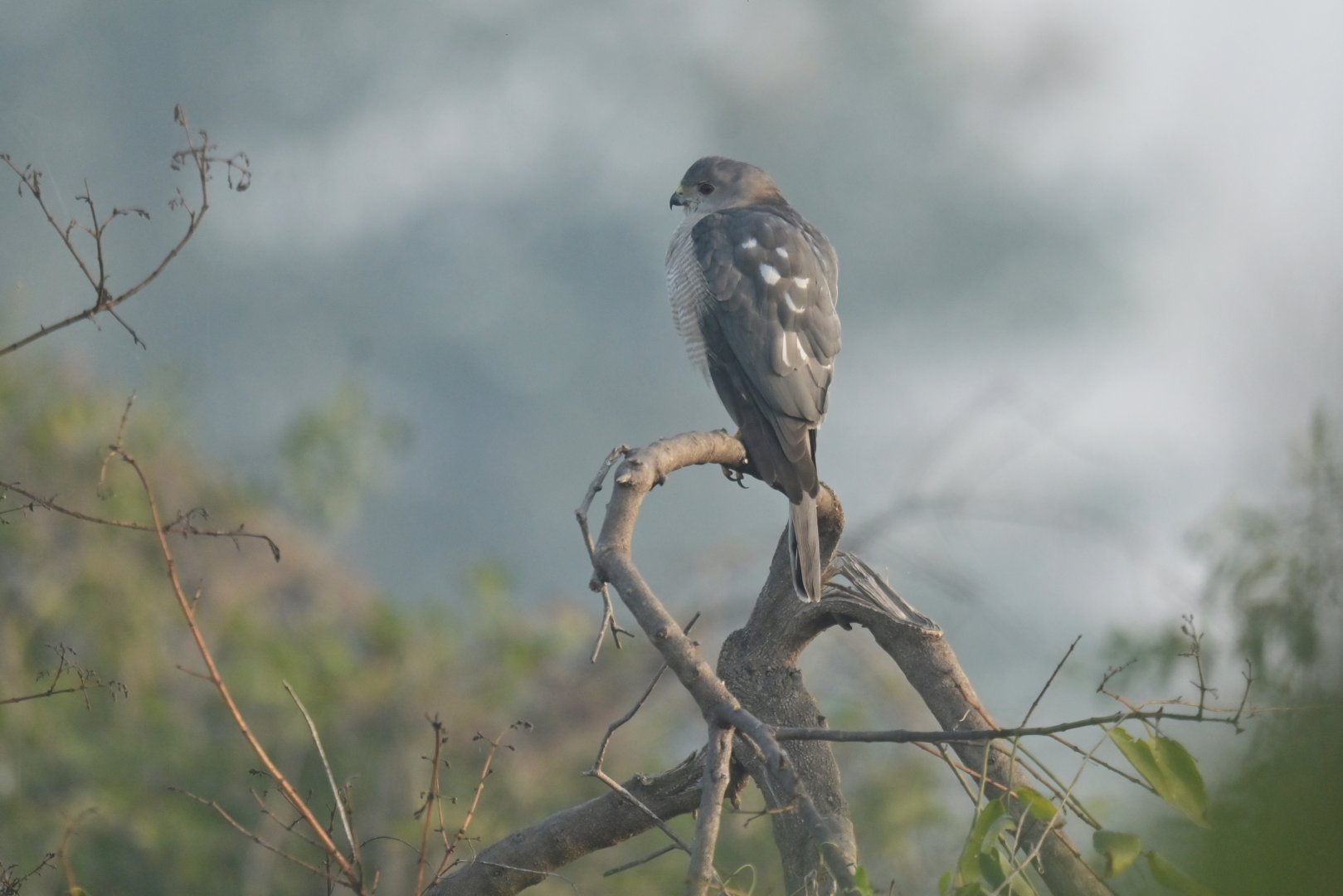 Shikra Tachyspiza badia