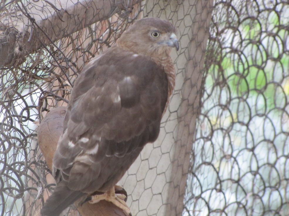 shikra(tehran zoo)