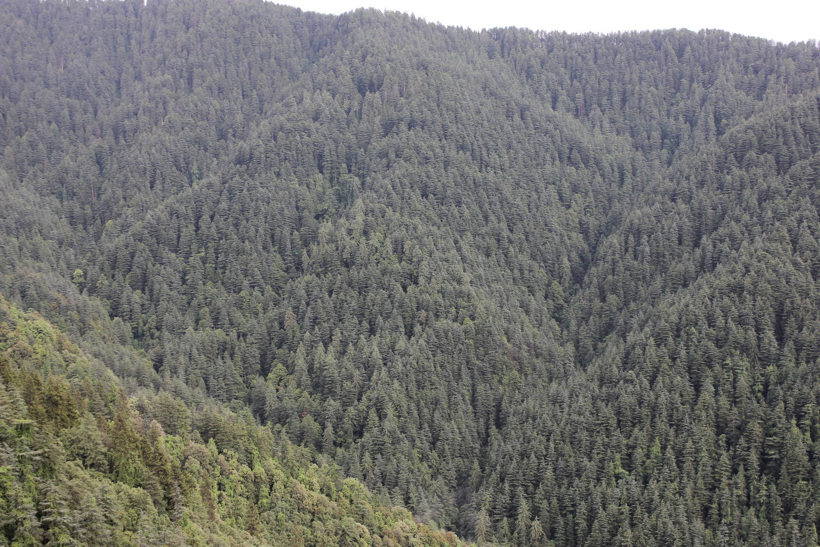 Shimla water catchment wild life sanctuary