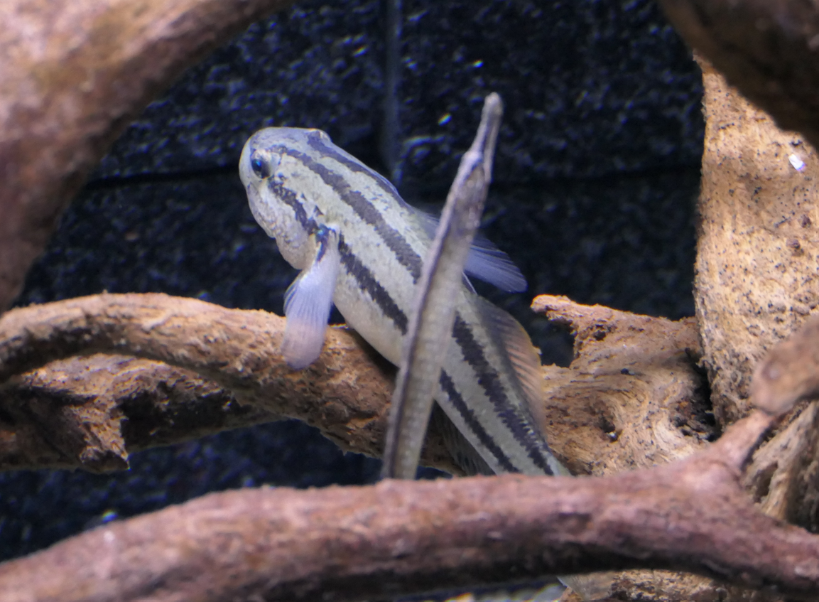 Shimofuri Goby (Tridentiger bifasciatus)