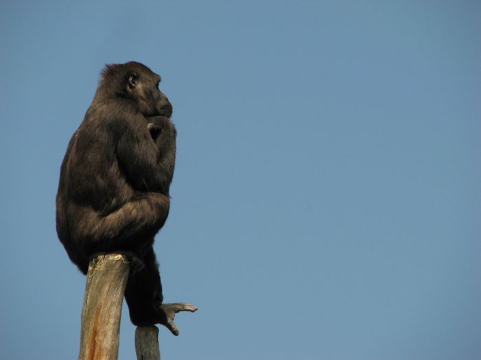 Shinda at Dvur Kralove