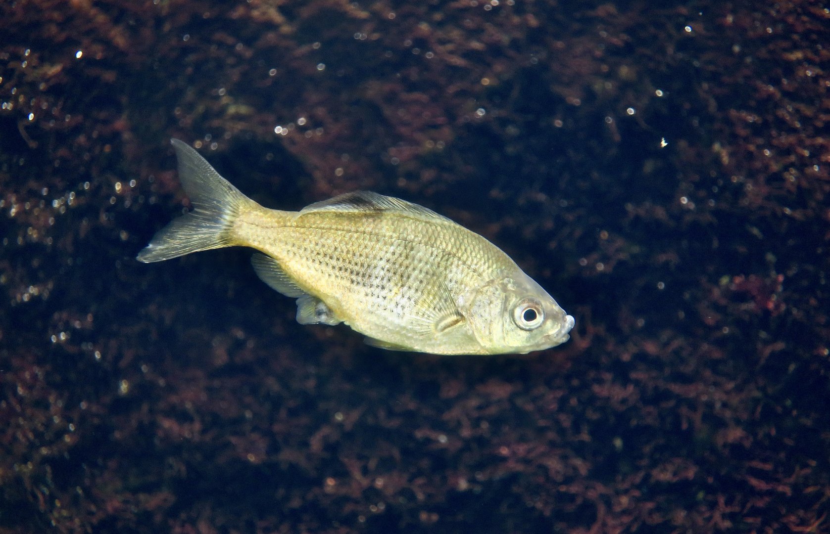 Shiner Perch (Cymatogaster aggregata)