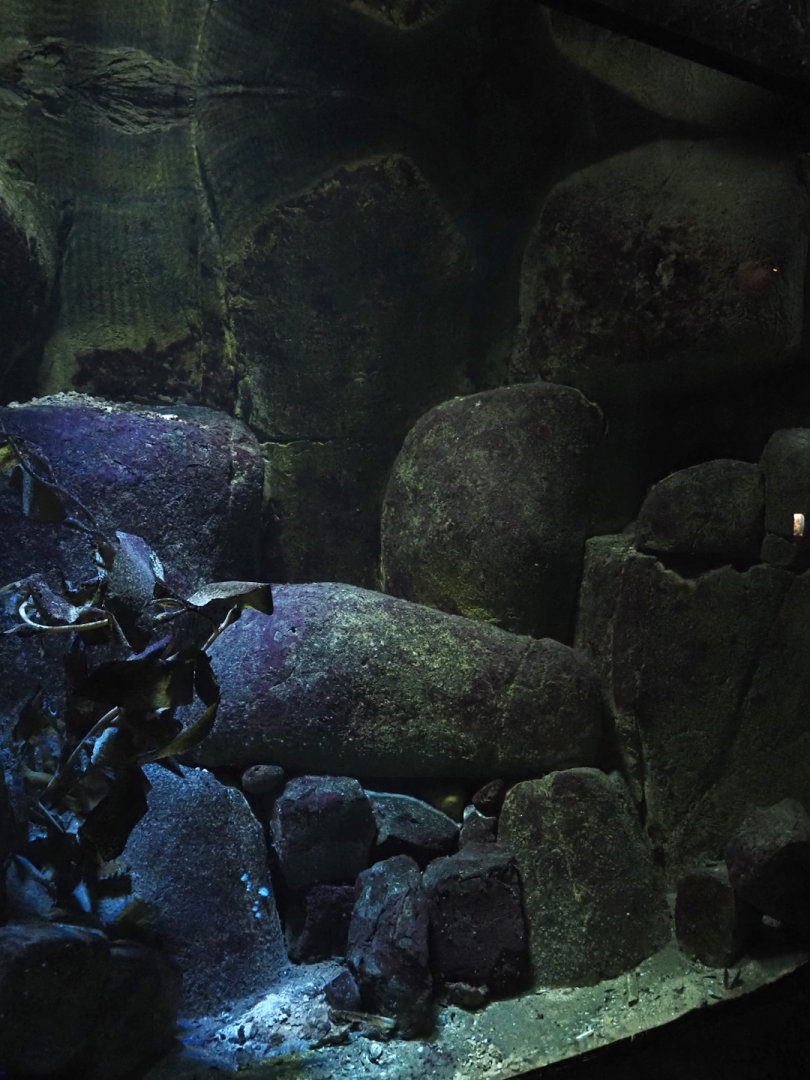 Shiner perch tank (Now gone), 2024-06-30