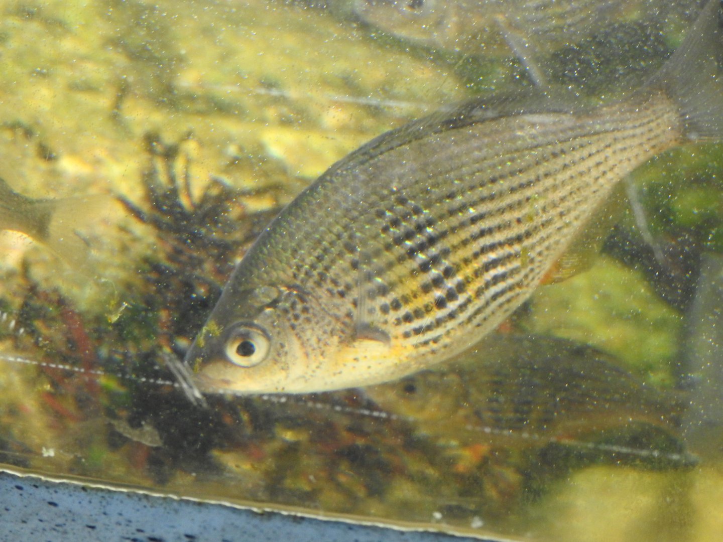 Shiner Surfperch