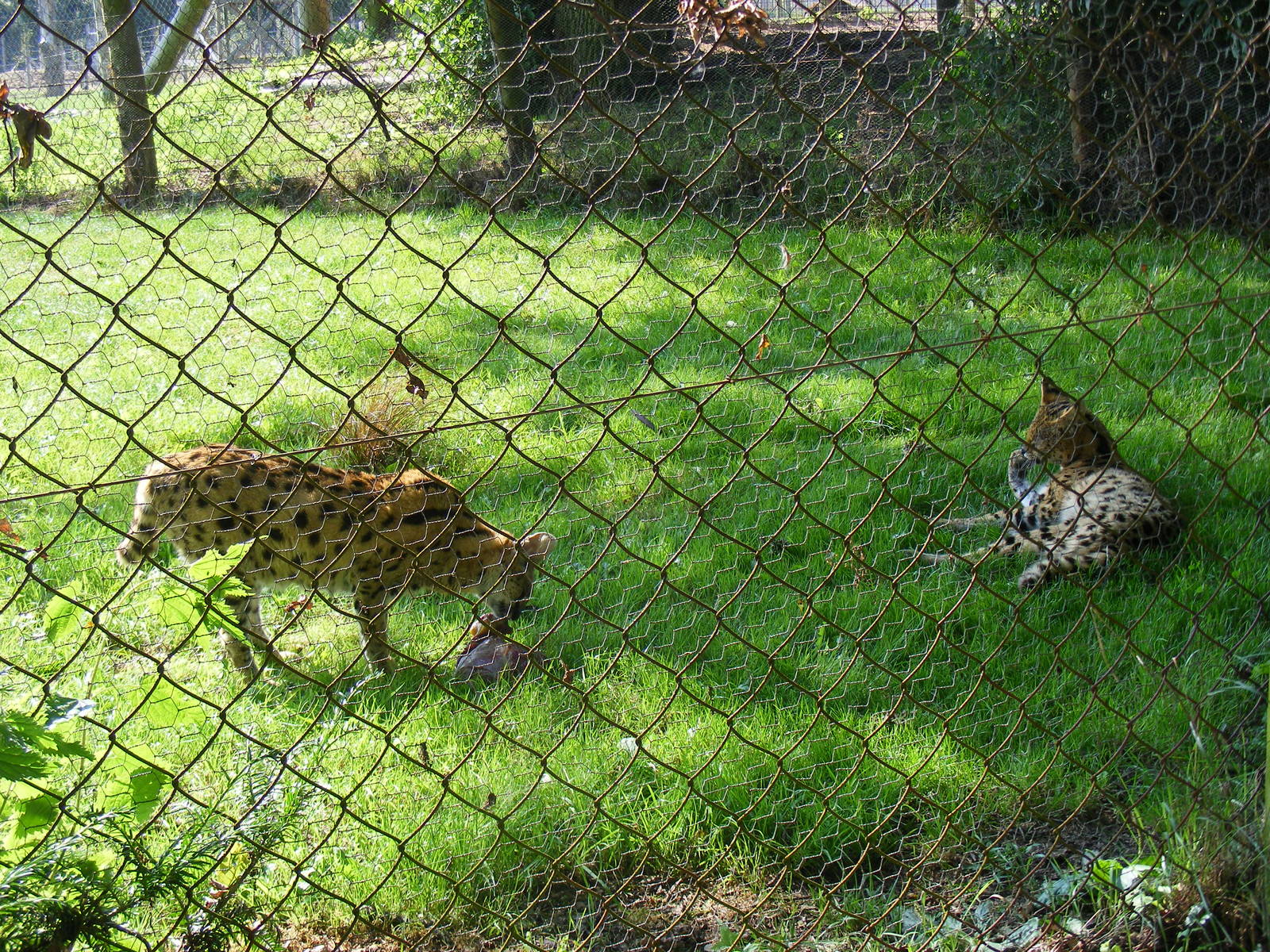 Shingi and Gandalf the servals at Marwell Wildlife, 9 August 2009