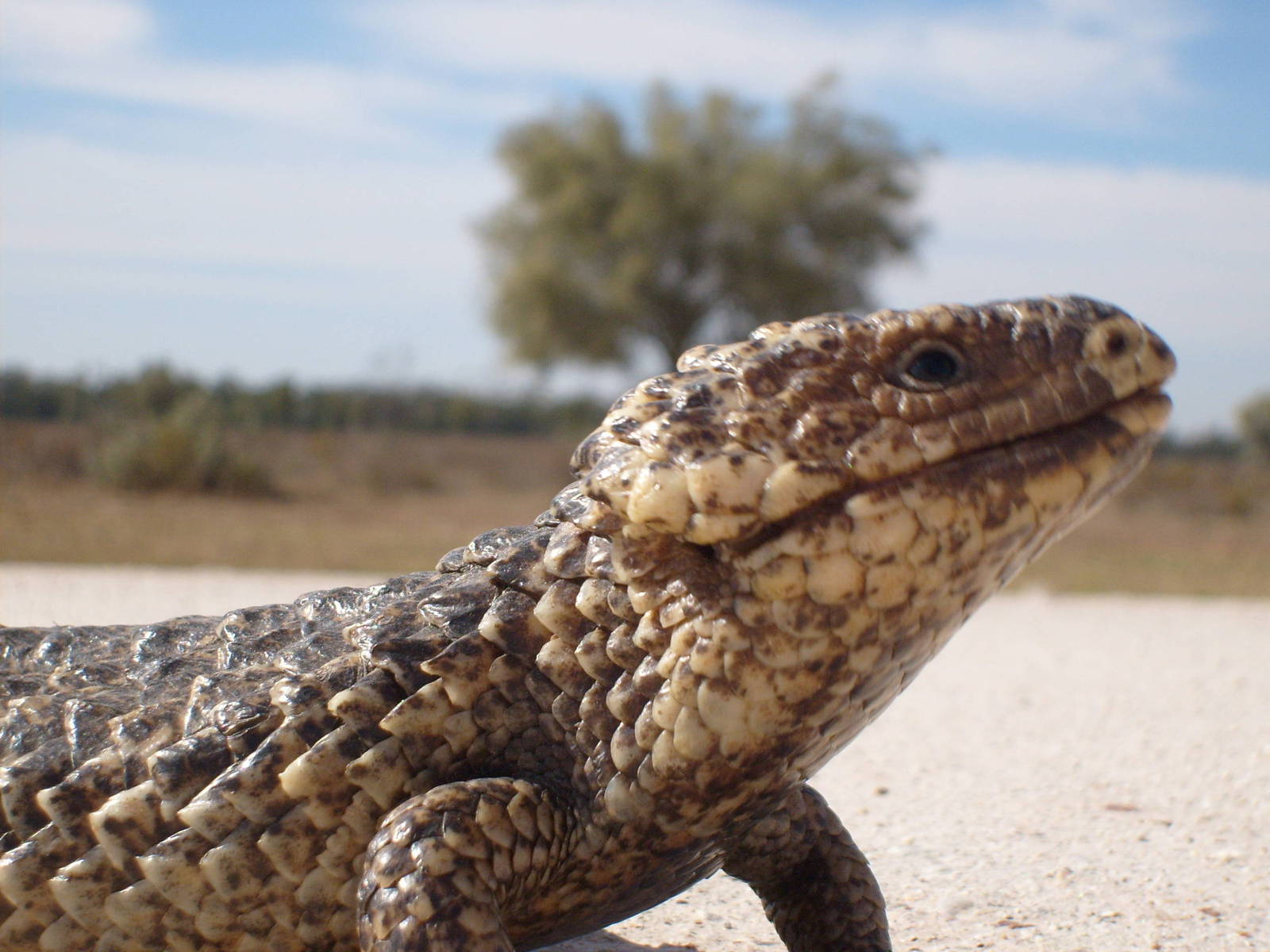 Shingle back on road Western NSW.