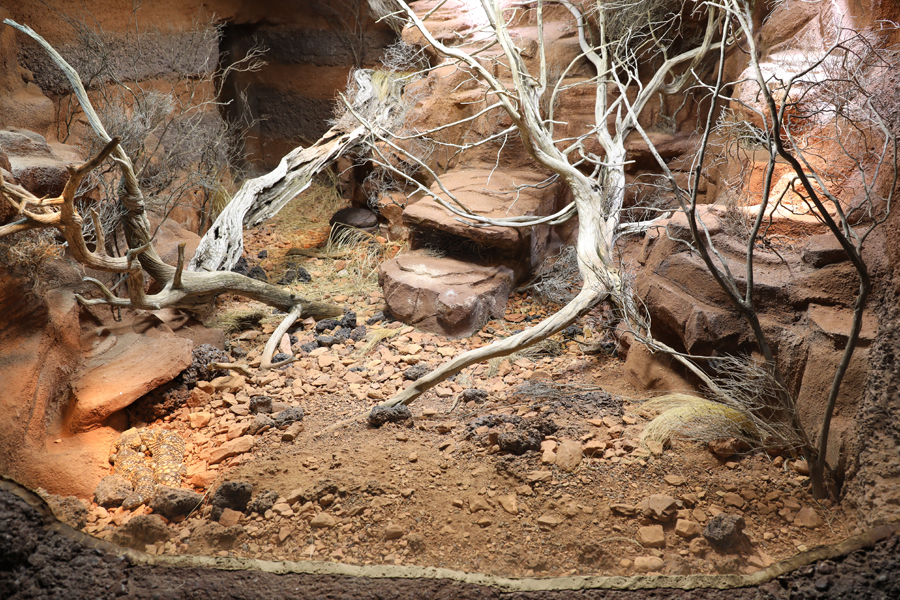 shingle back skink exhibit