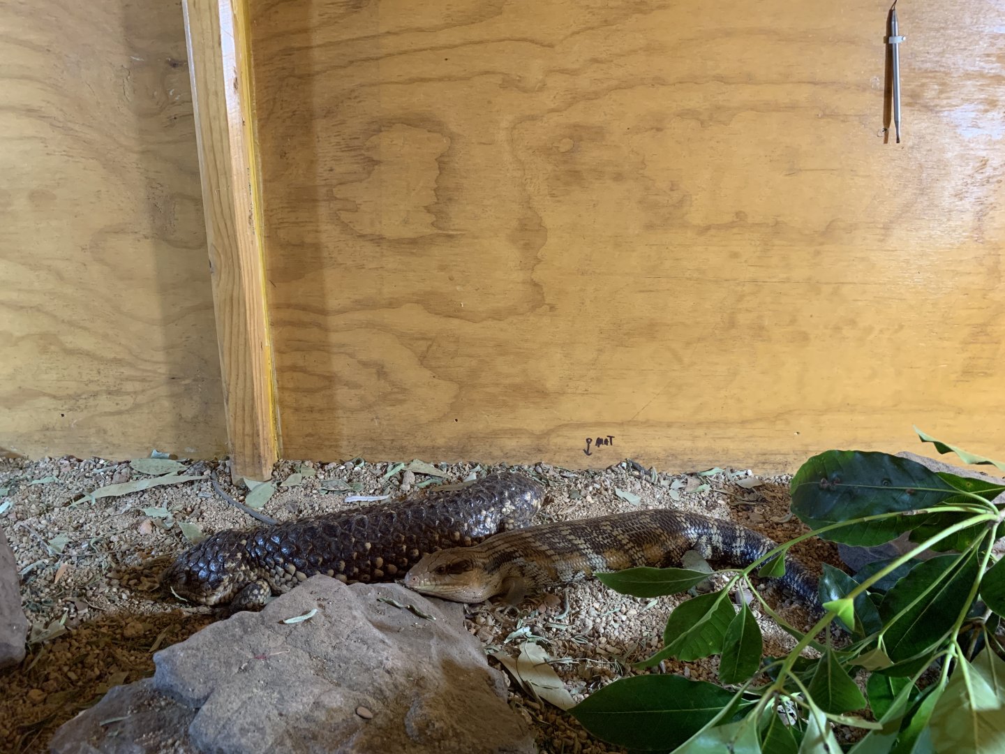 Shingleback and Bluetongue (Potoroo Palace)
