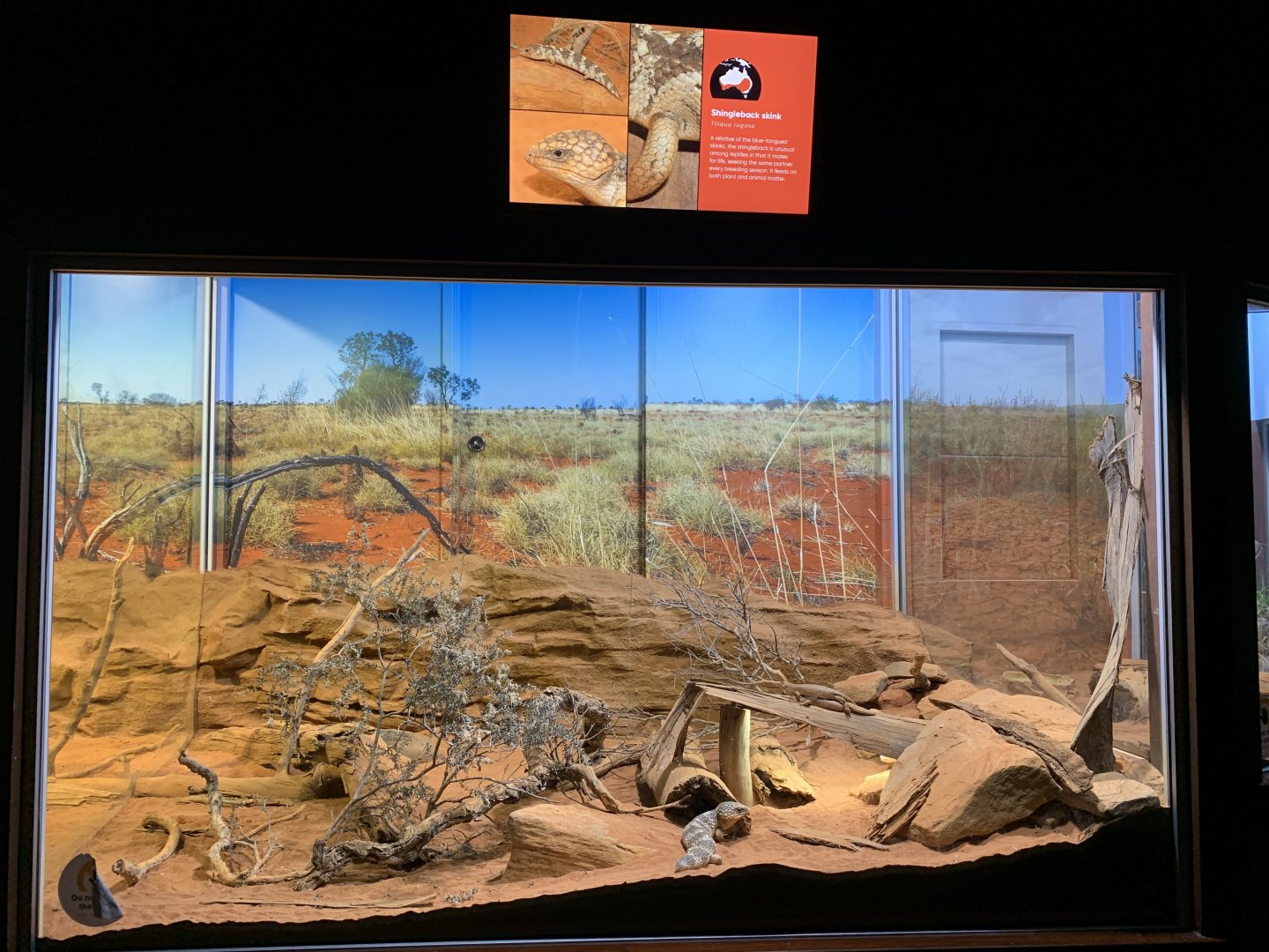 Shingleback and Gidgee Skink Enclosure