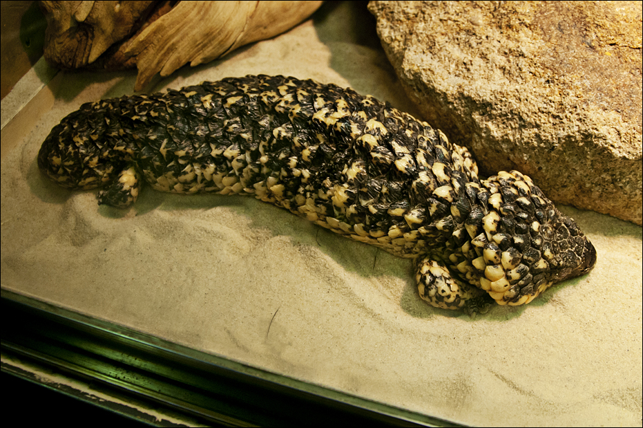 Shingleback at Münster