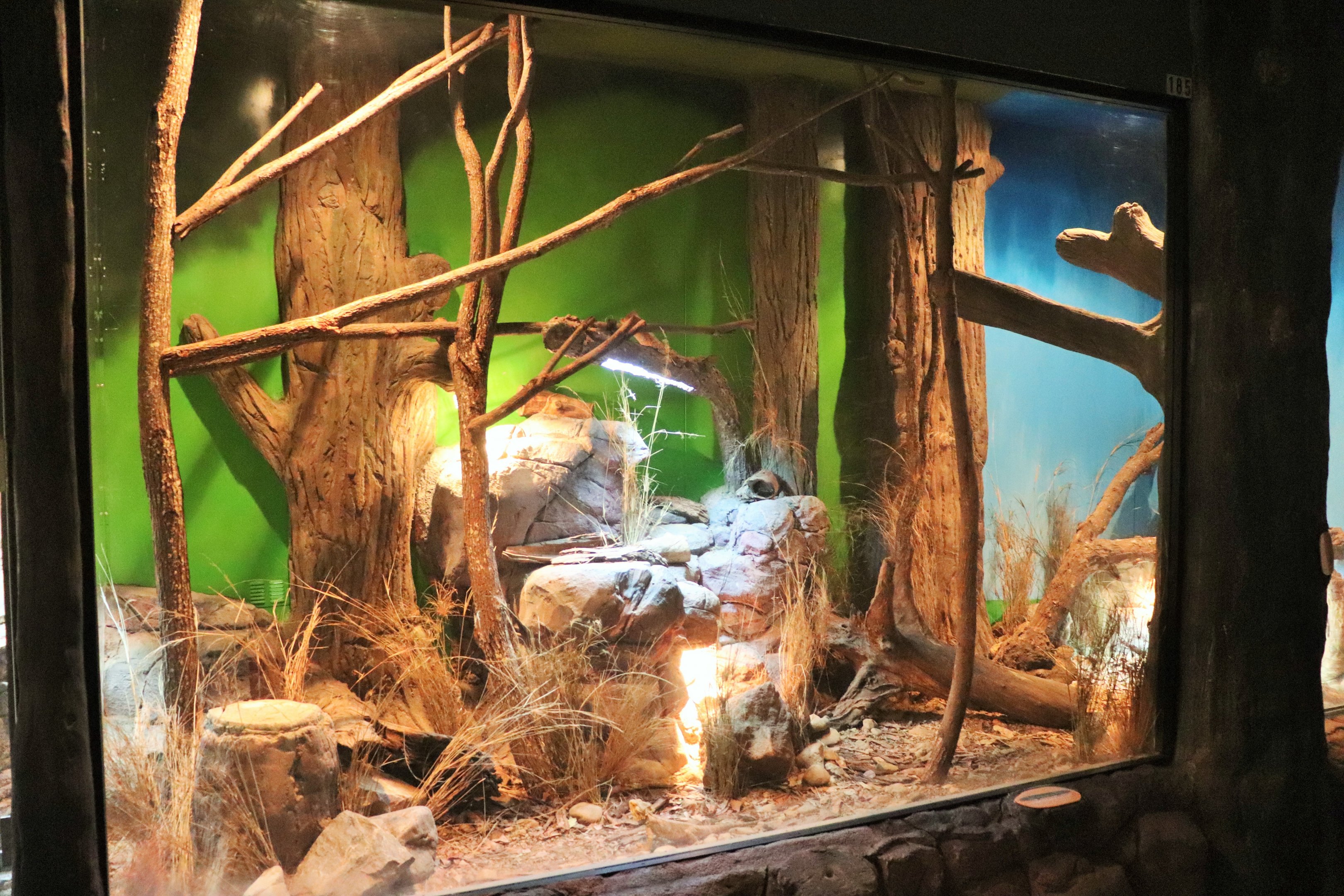 Shingleback/ Bearded Dragon Enclosure