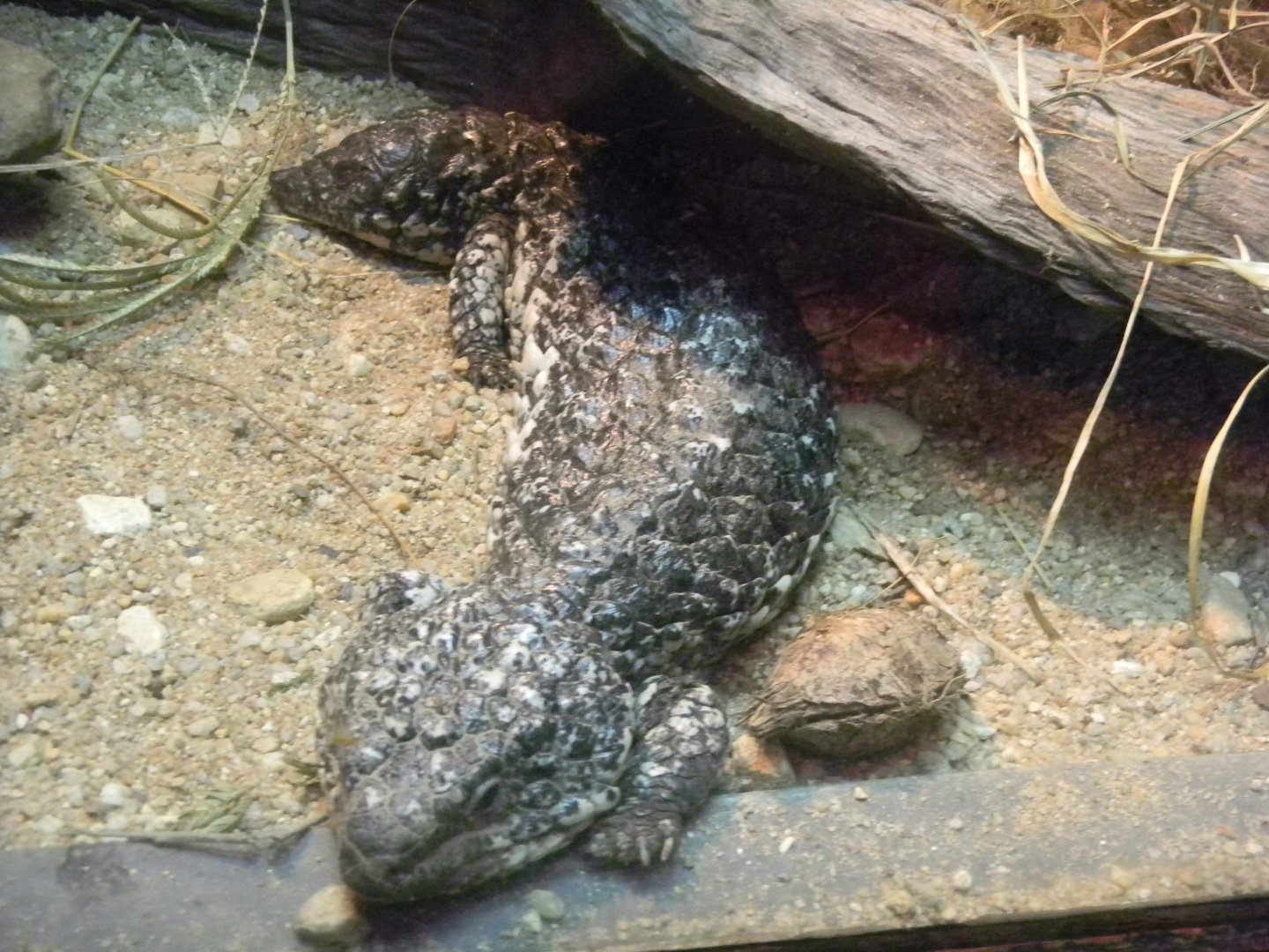 Shingleback - Cairns Tropical Zoo 2011