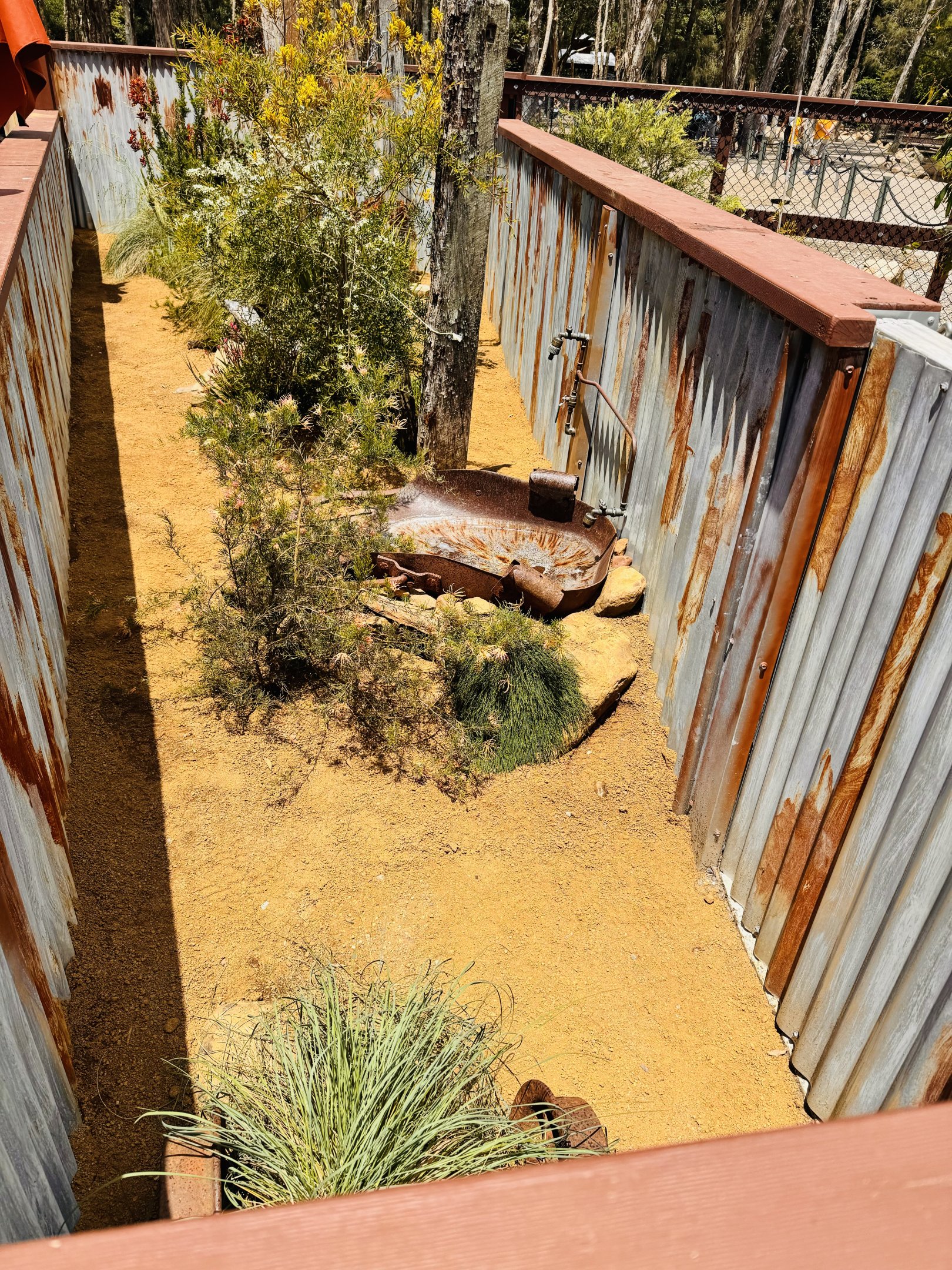 Shingleback/Cunningham’s Skink enclosure