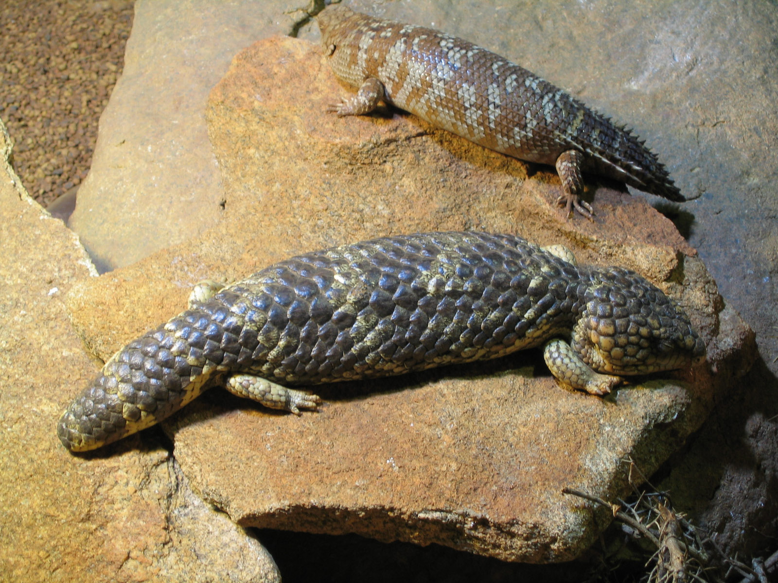 Shingleback - Dec 2003