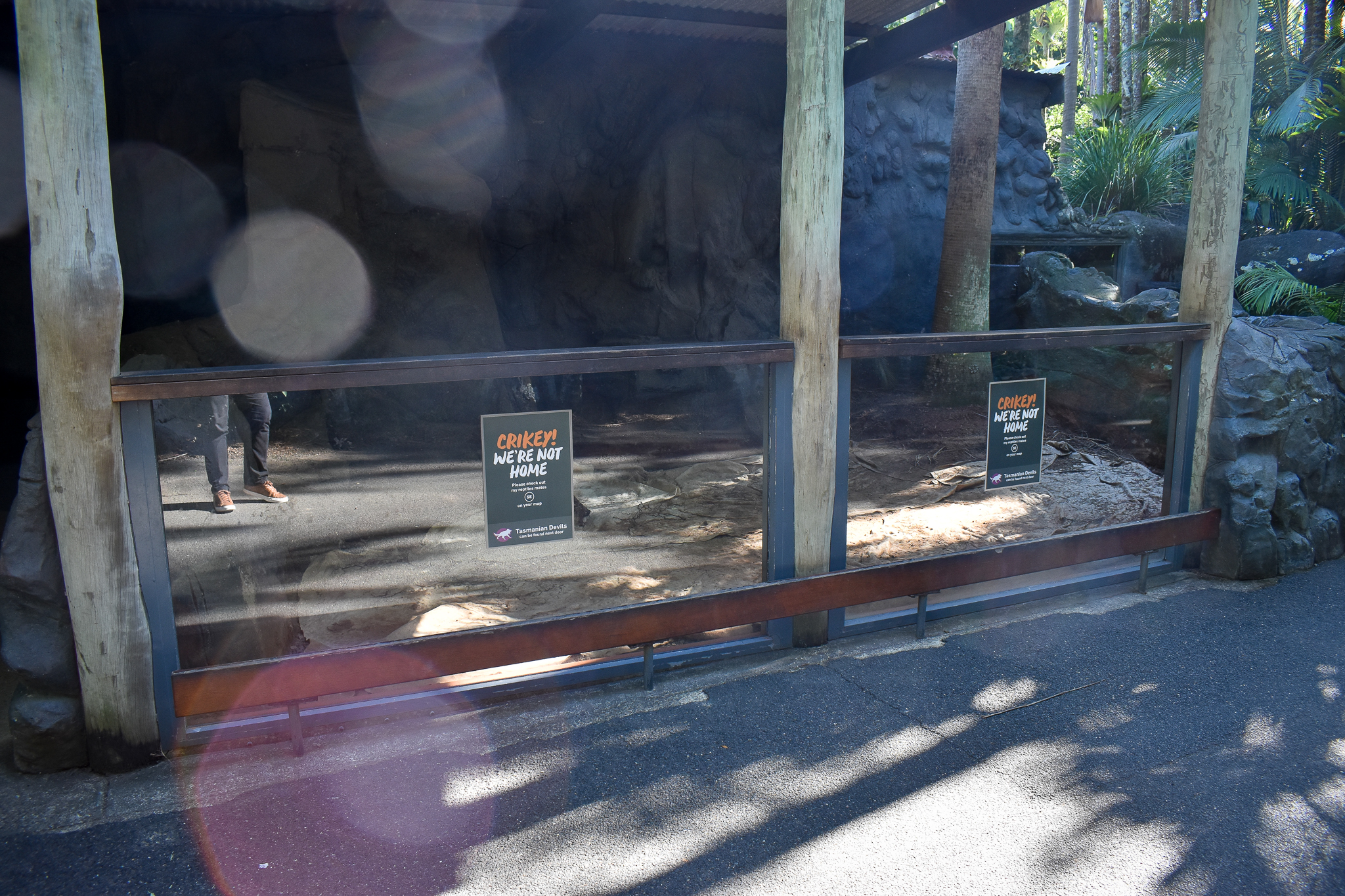 Shingleback Enclosure - Under Renovation