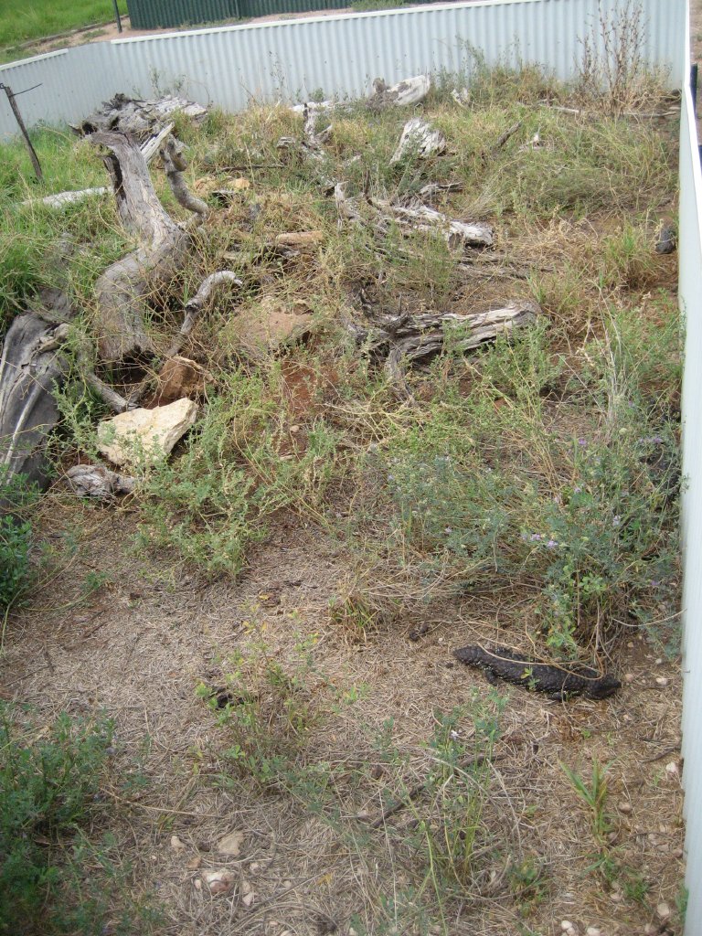 Shingleback enclosure