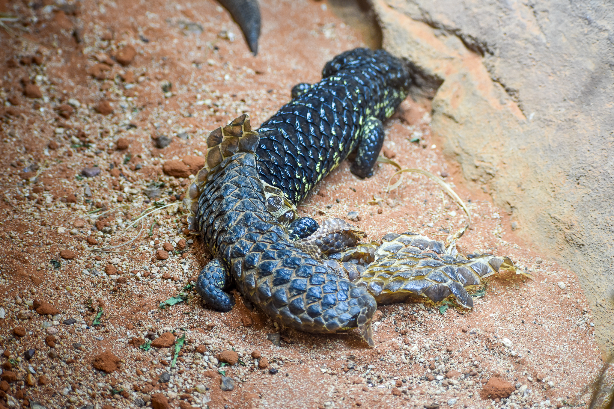 Shingleback in shed