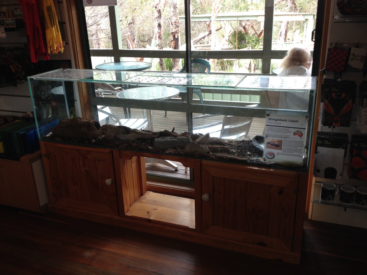 Shingleback Lizard exhibit