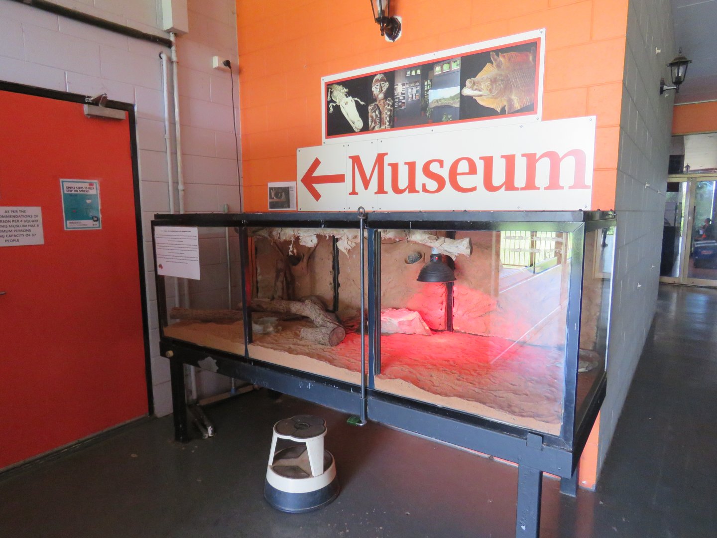 Shingleback Lizard Exhibit