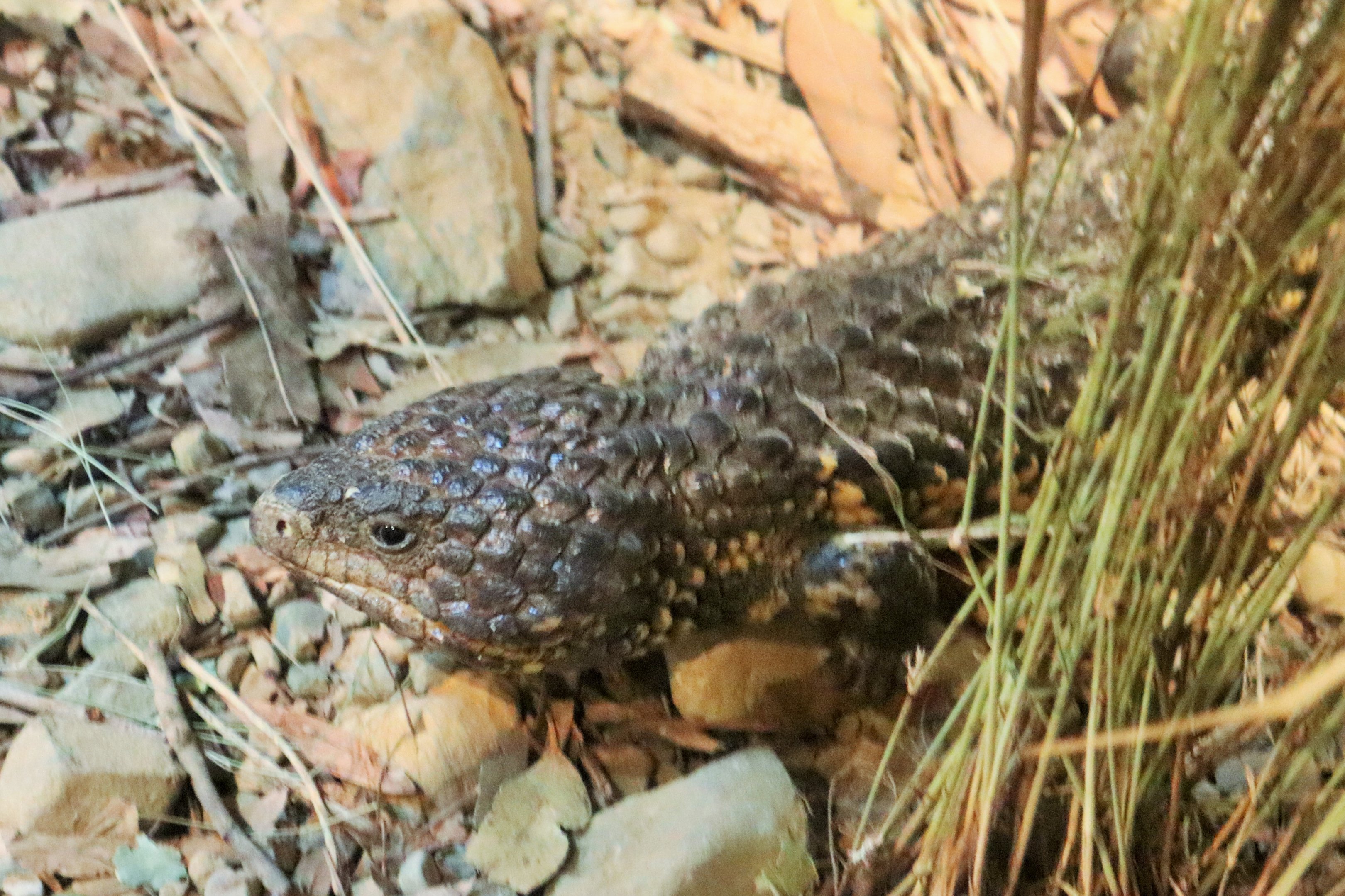 Shingleback Lizard (Tiliqua rugosa)