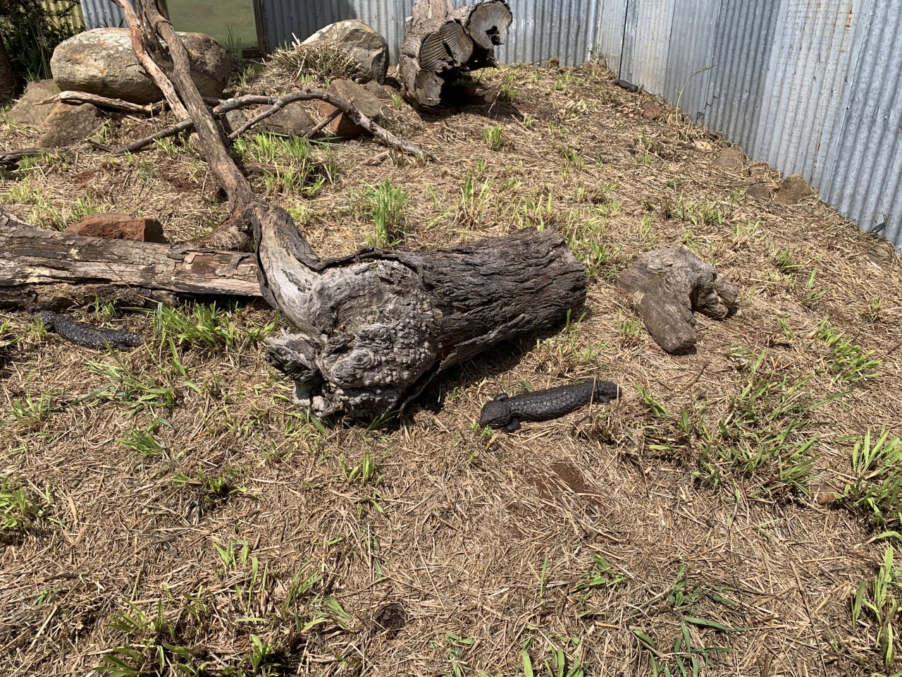 Shingleback Lizard (Tiliqua rugosa)