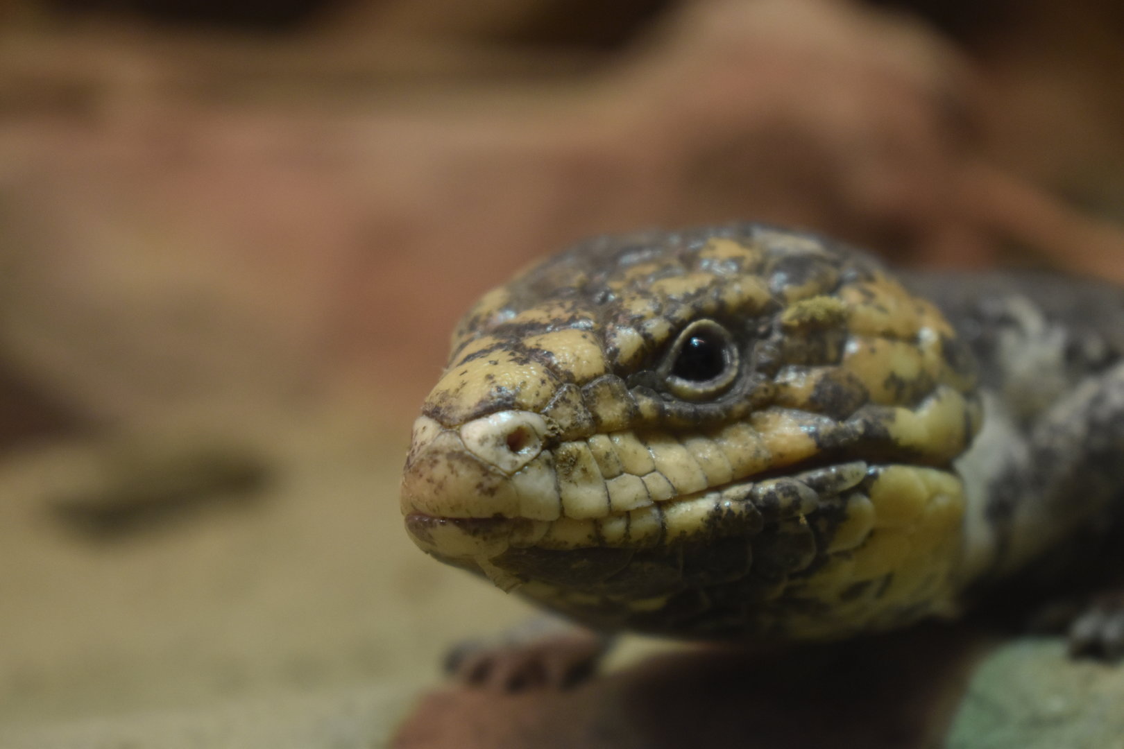 Shingleback lizard (Tiliqua rugosa)