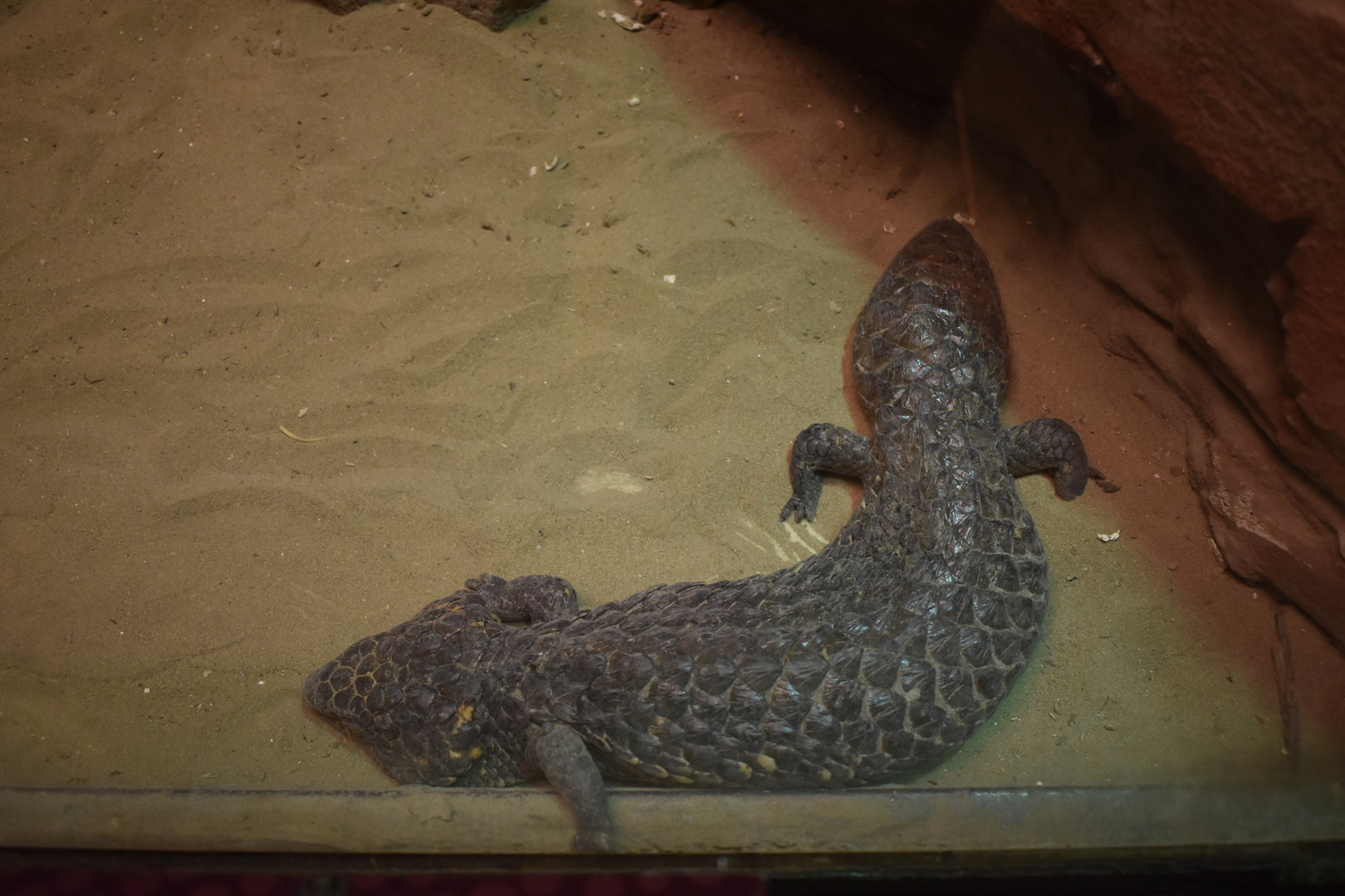Shingleback lizard (Tiliqua rugosa)