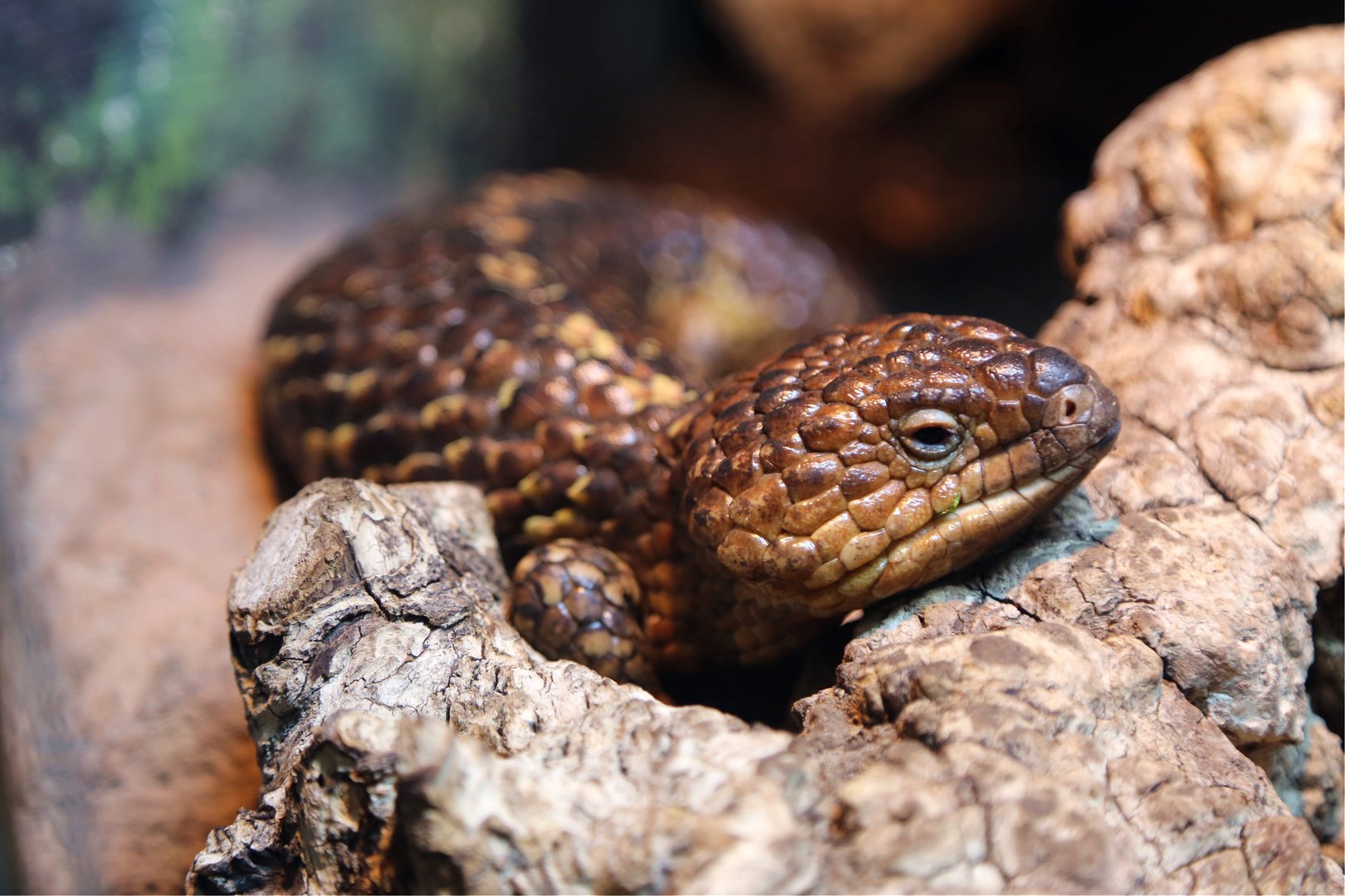 Shingleback Lizard (Tiliqua rugosa)