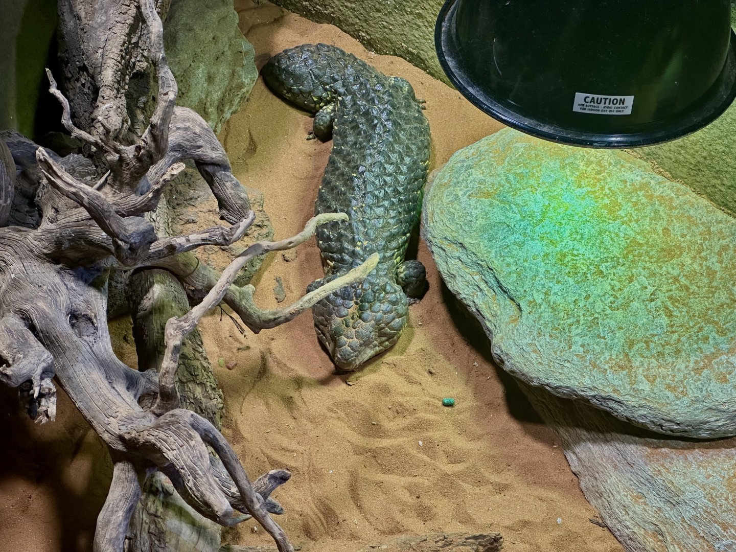 Shingleback lizard (Tiliqua rugosa)