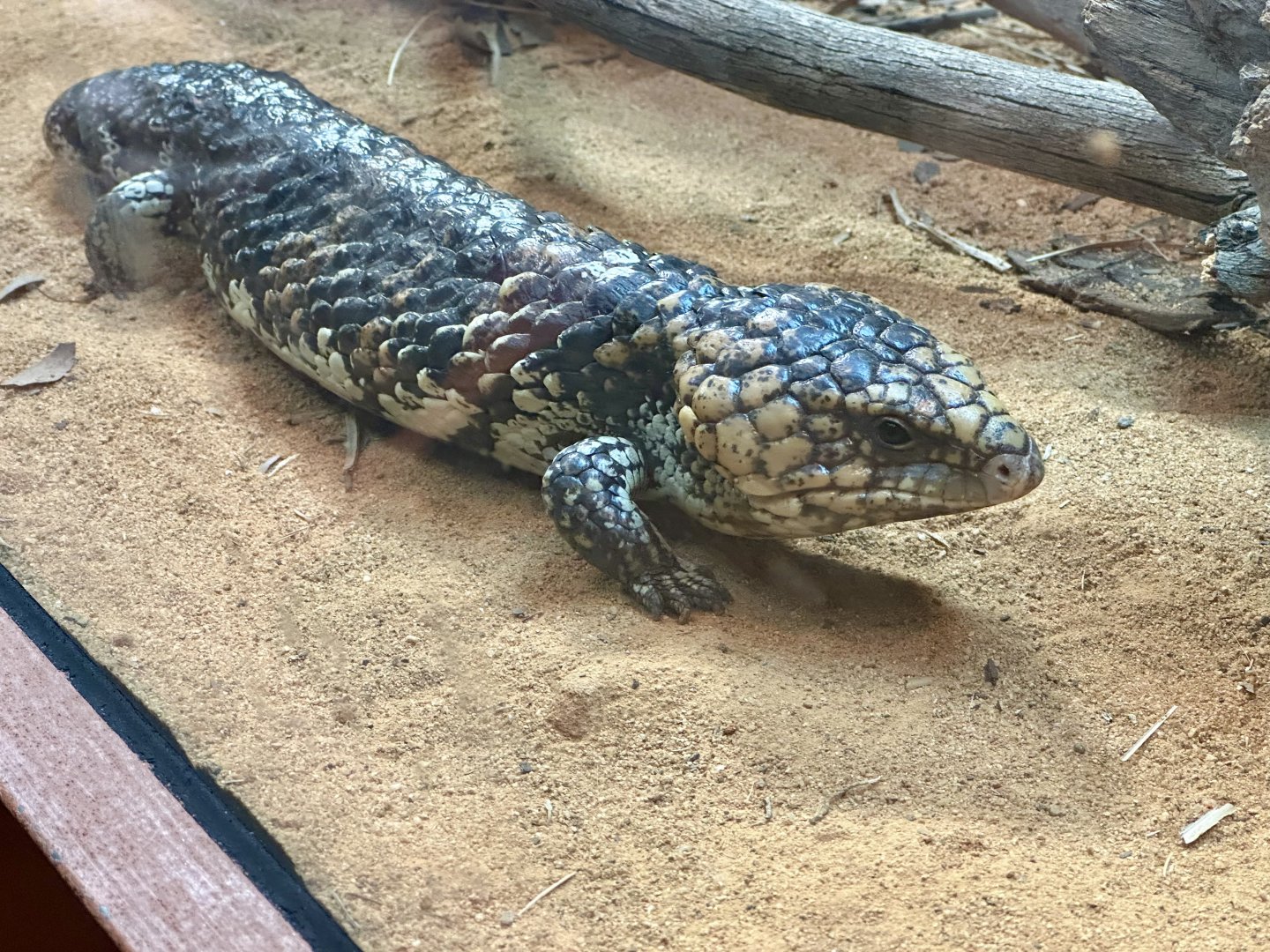 Shingleback lizard (Tiliqua rugosa)