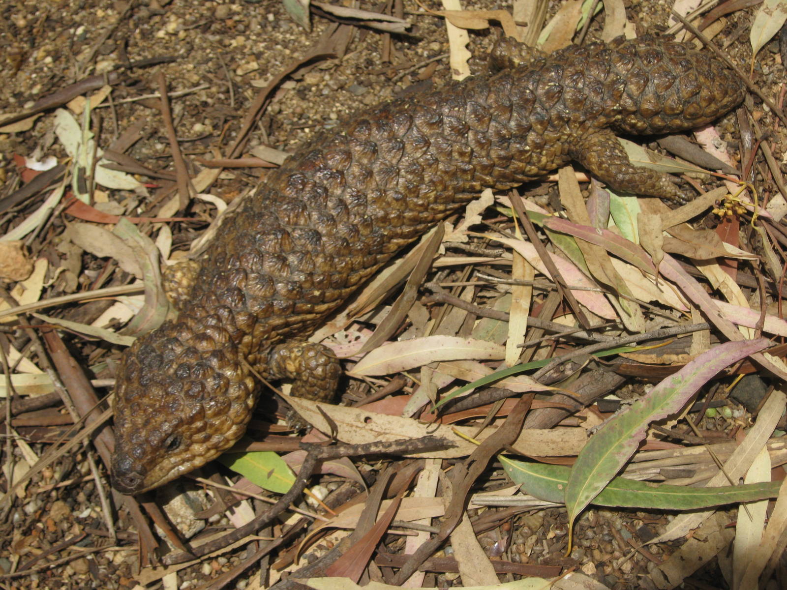 Shingleback Lizard